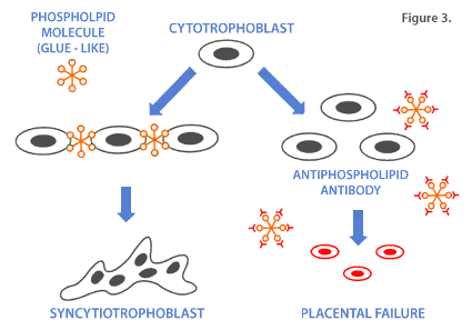 Antibodies to phospholipid molecules can, therefore, interfere with the development of the placenta